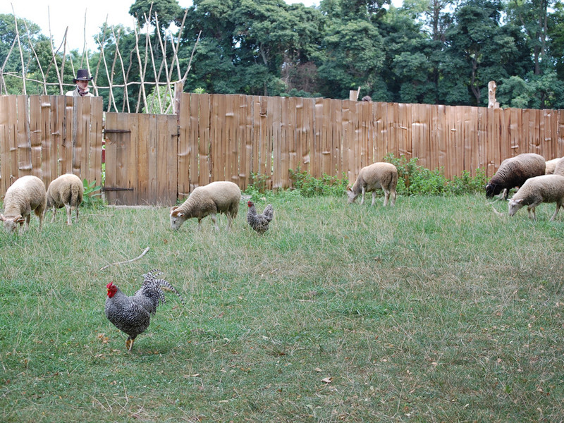 Livestock roam at Coggeshall Farm in Bristol