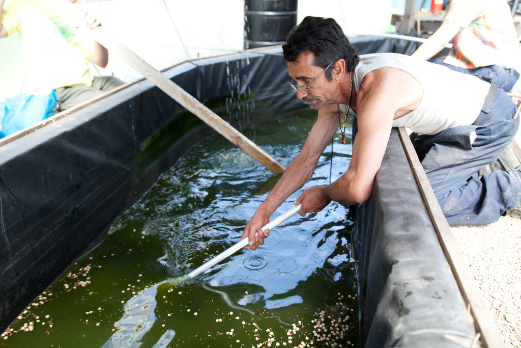 NUF uses an innovative aquaculture system to breed fish and grow plants
