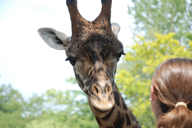 Feed the giraffes at Roger Williams Park Zoo