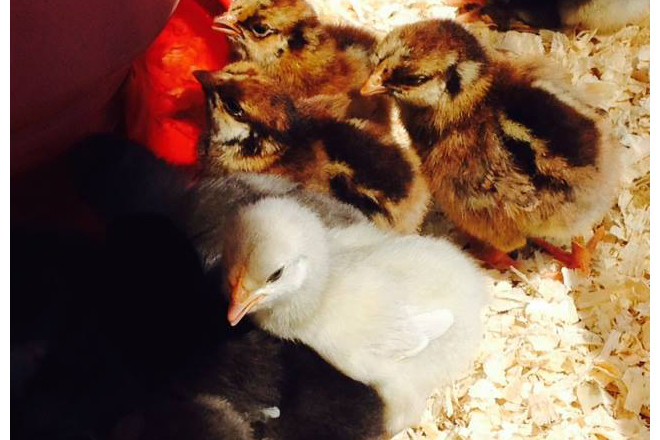 Pick up chicks at Cluck! in Providence