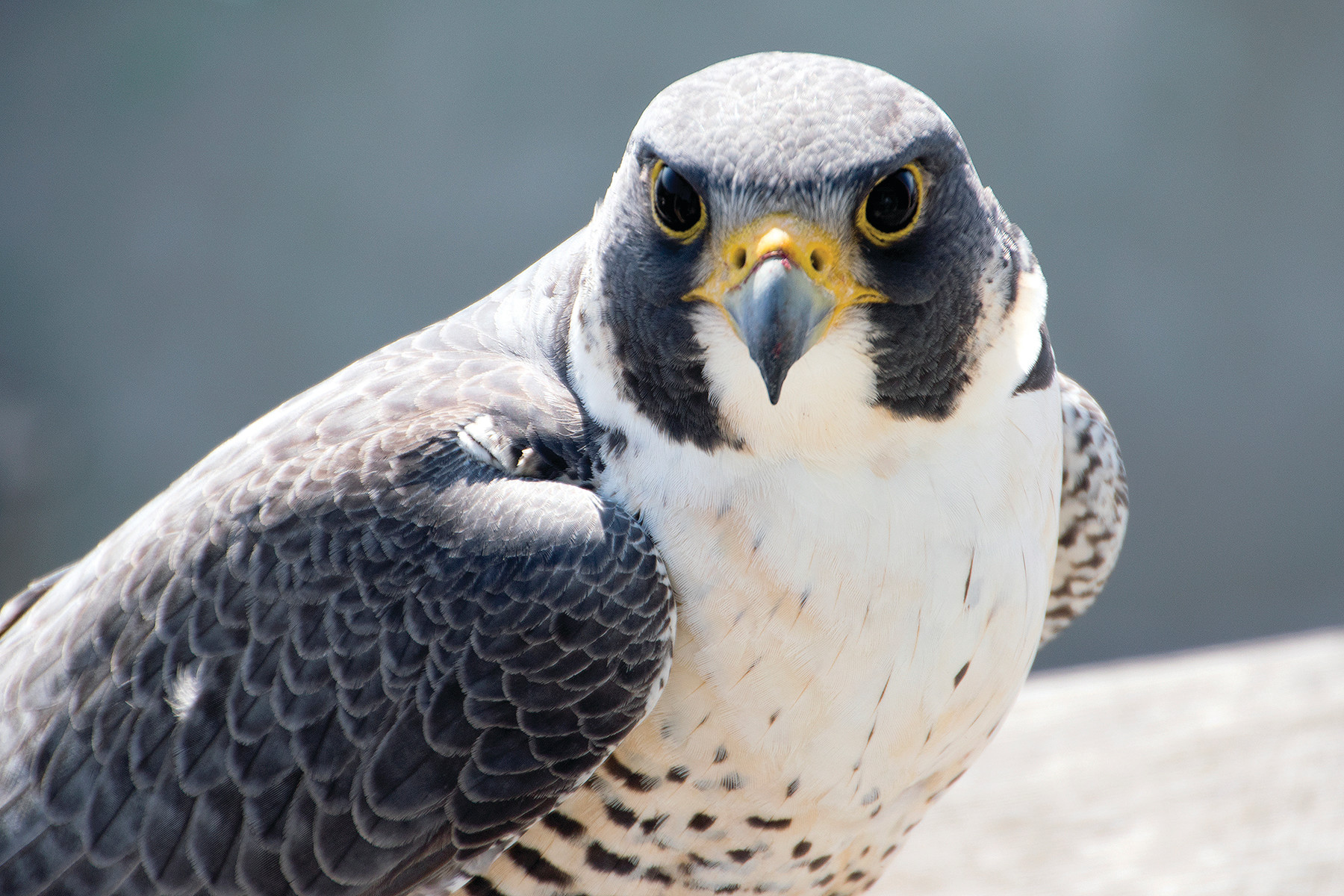 Peregrine falcons might have the most enviable view in the town from their nest atop the Superman Building