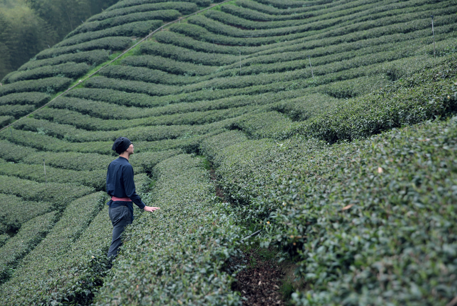 Charuma is the culmination of a year spent researching tea in Taiwan